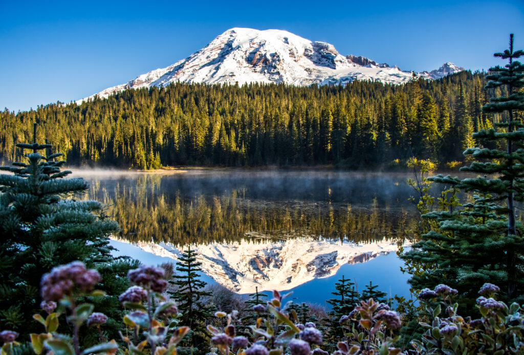 Tahoma (Mt. Rainier) reflected in a lake with haze and pine trees. In the foreground, purple flowers and spruce trees frosted with snow and ice.