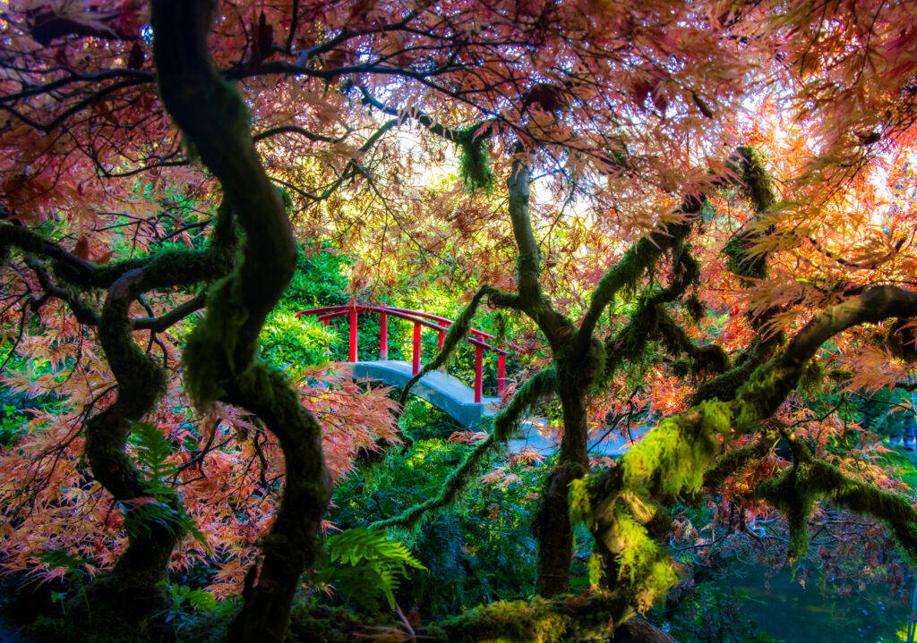 A bridge seen through moss covered branches of a tree covered in fall foliage leaves of green, yellow, orange, and red surrounded by ferns.