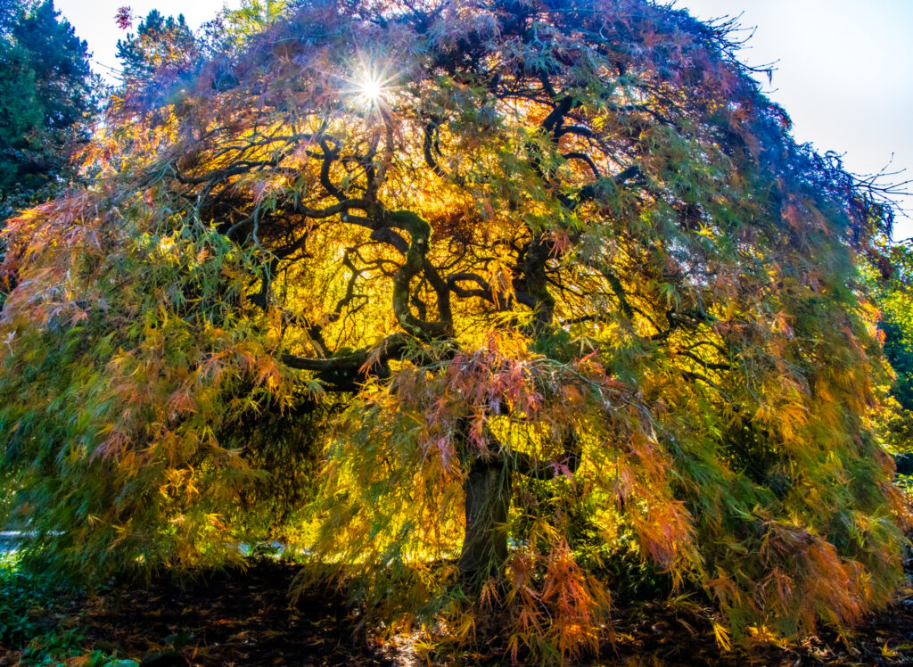 A golden sunbeam coming through a tree covered in red, orange, yellow, and green fall foliage leaves