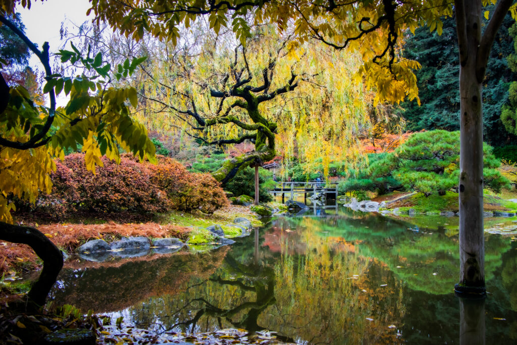 Bridge over a lake with a Japanese styled garden, red, yellow, and green leaves reflected in that lake